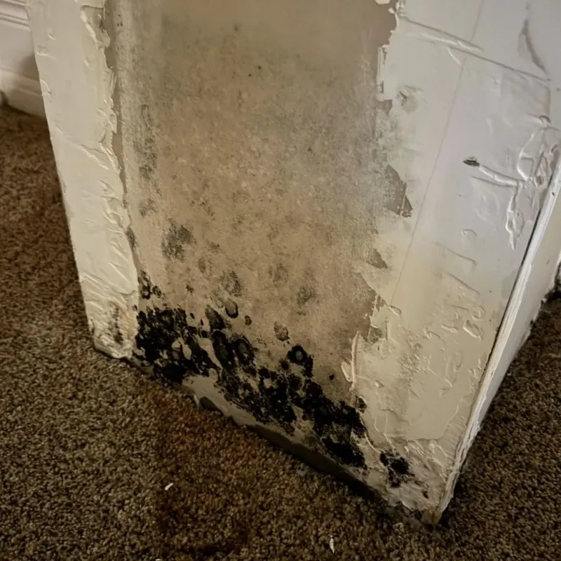 Professional Mold Removal in Gainesboro, TN